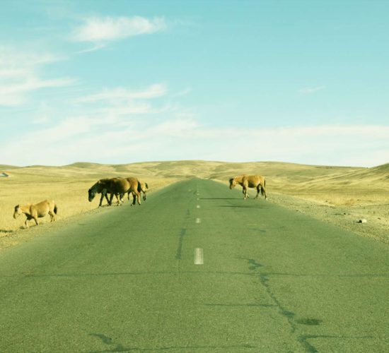 11Horse on road