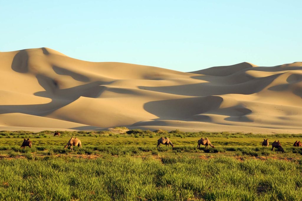 Gobi desert